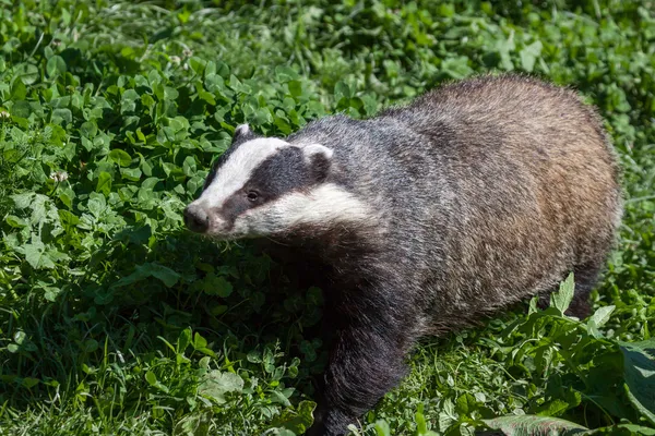Close-up shot of an European Badger