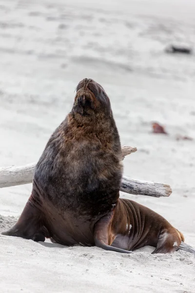 New Zealand Sea Lion (Phocarctos hookeri)