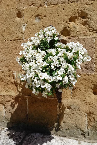 Display of white Petunias attaced to a wall in Pienza