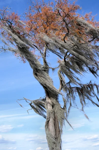 Spanish Moss Filled Tree Blowing Wind