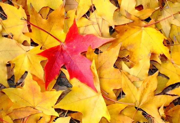 One red leaf in many yello leaves
