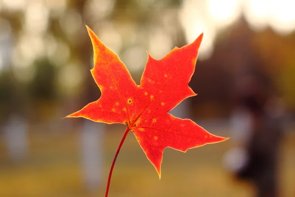 A red maple leaf in human hand