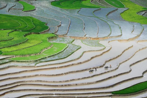 Beauty of the rice fields while planting rice