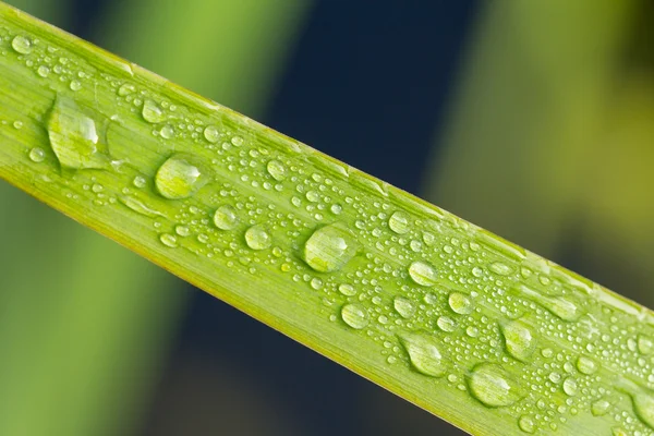 Green leaf with rain drops