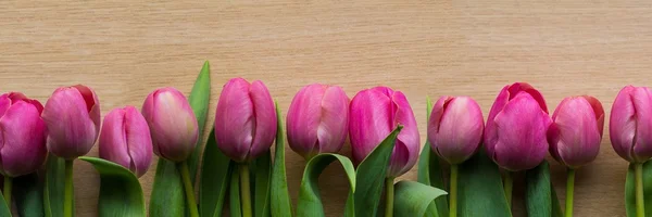 Pink tulips panorama