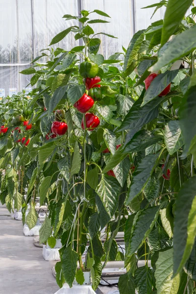 Growing peppers in a greenhouse