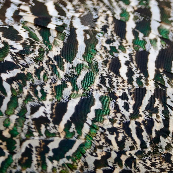 Green Peafowl feather