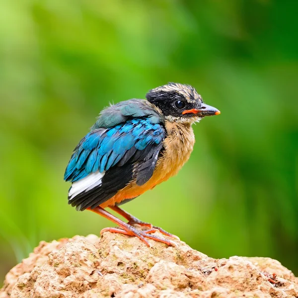 Juvenile Blue-winged Pitta
