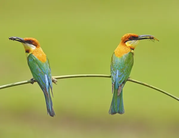 Chestnut-headed Bee-eater