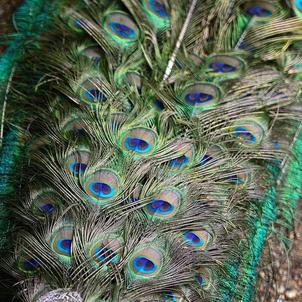 Green Peafowl feather