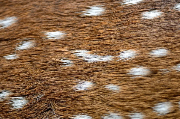 Spotted deer skin