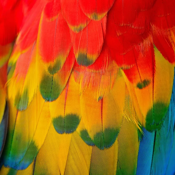 Scarlet Macaw feathers