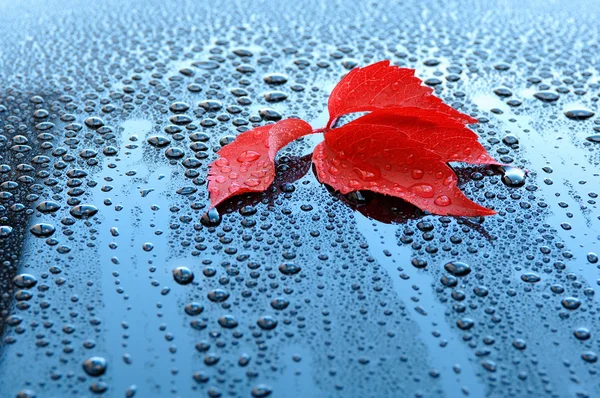 Water drops and red leafs on a polished black lacquer surface