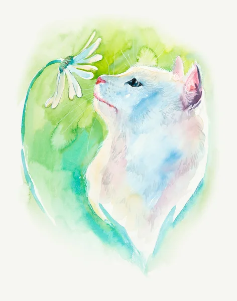 White cat with chamomile.