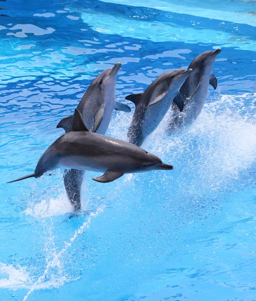Jumping dolphins, Hong Kong