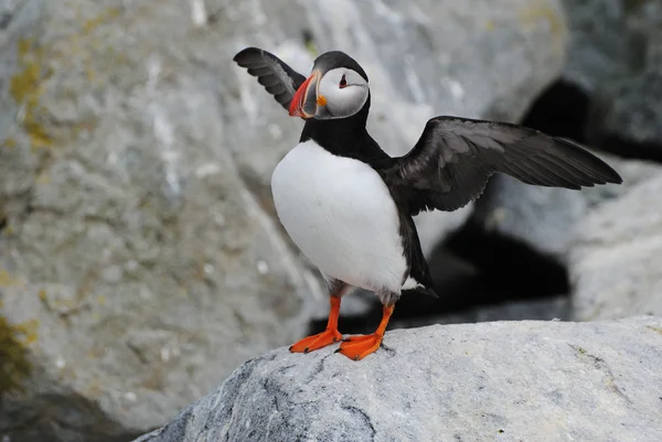 A Puffin Bird Spreading Its Wings