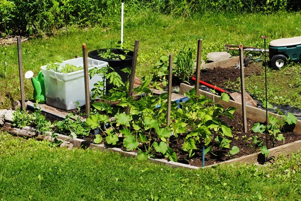 Growing Backyard Garden on a Hot Summer Day