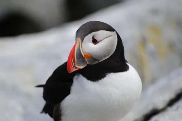 Colorful Puffin