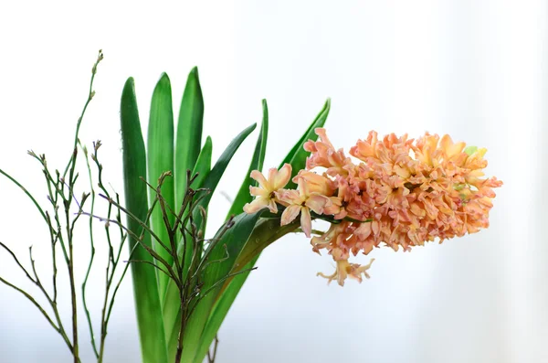 Macro of  peach color hyacinth