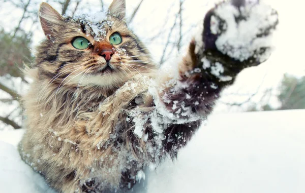 Cat playing with snow
