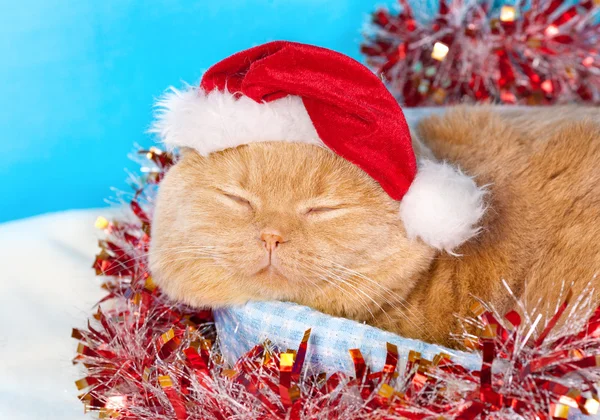 Cream cat wearing Santa's hat
