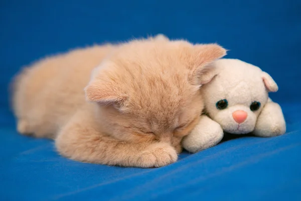Little kitten sleeping on blue blanket with toy cat
