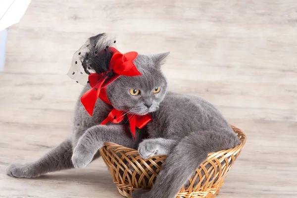 Cat wearing red hat