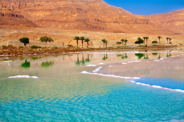 Dead Sea seashore with palm trees