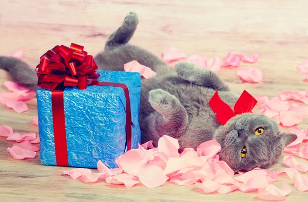 Cat lying near a blue gift