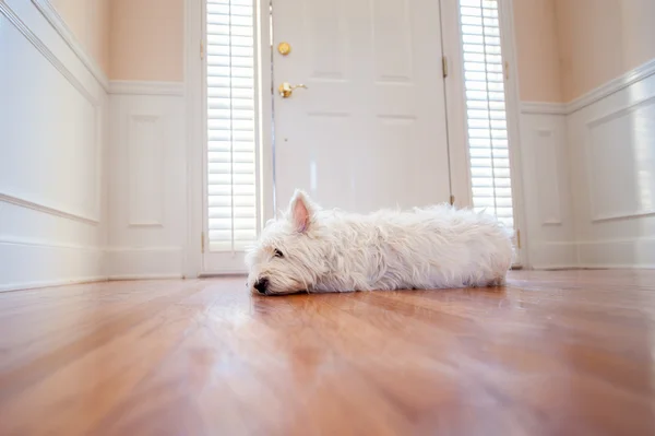 Dog waiting at the door