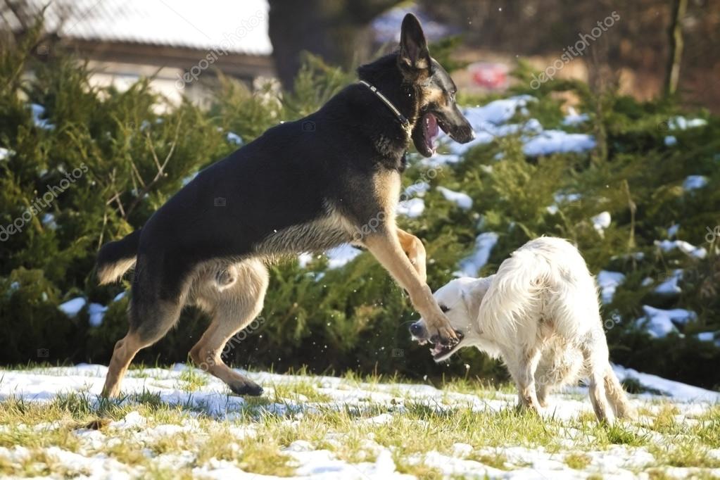 german shepherd cross golden retriever cross german shepherd golden retriever stock photo 169 carmelka 43952341 german shepherd cross golden retriever cross german shepherd golden retriever stock photo 169 carmelka 43952341