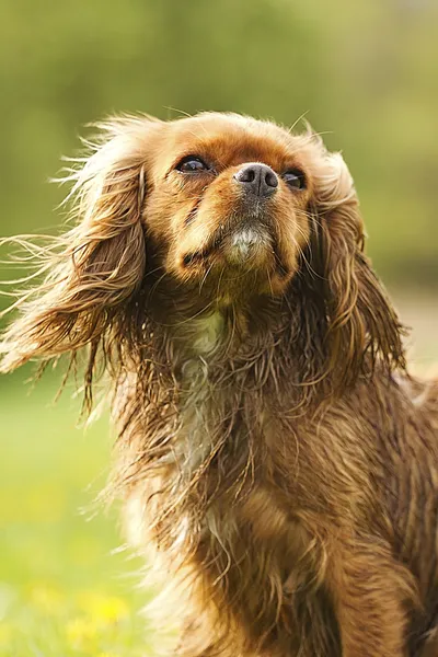 Cavalier king charles spaniel