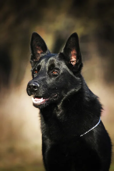 Beautiful black german shepherd dog outdoors