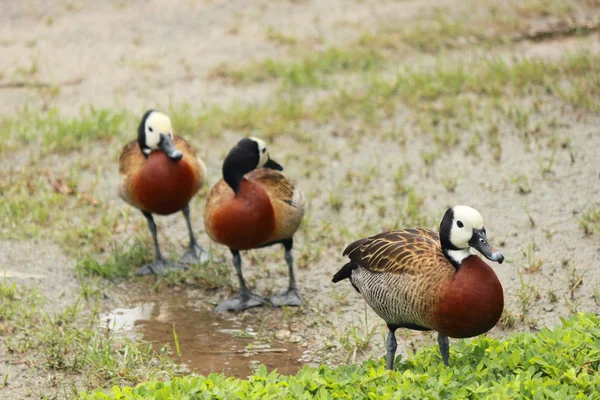 Three white-faced whistling ducks standing on wet soil