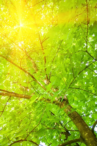 Tree branch in the woods, with lens flare effect added in post p