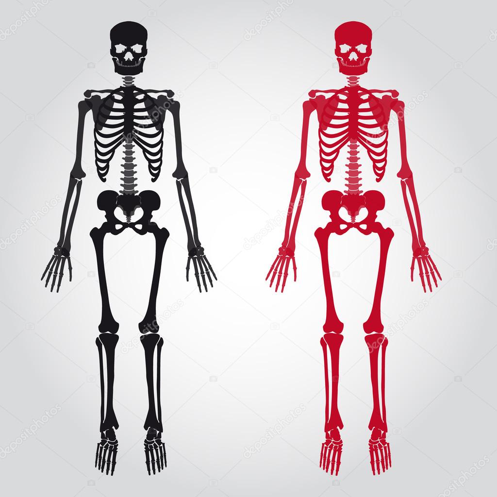 Vector Illustration Human Skeleton Illustration