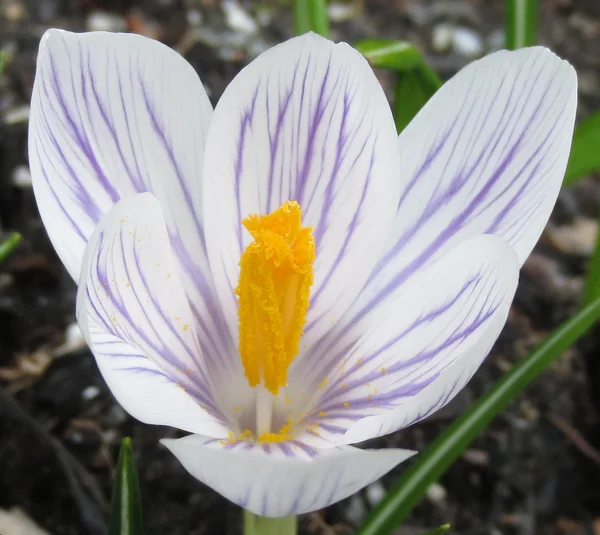 White-and-mauve-vertical-bars-spring-crocus-with-bright-yellow-stamens-1