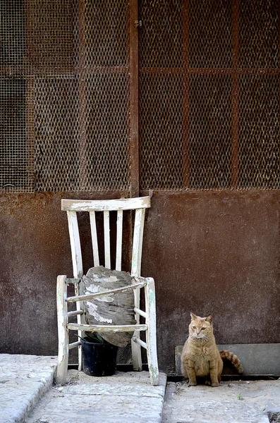 A gorgeous cat sitting near a broken chair