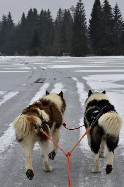 Two husky dogs on the ice