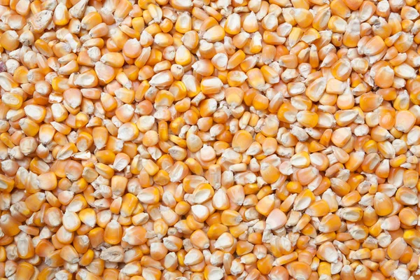 Corn seed texture