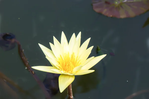 Yellow lotus