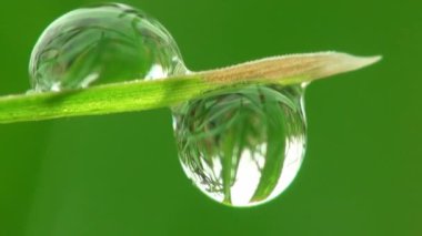 昆虫生态学图库视频影像、免版税昆虫生态学视