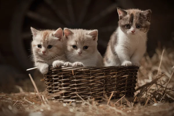 Kittens in a basket