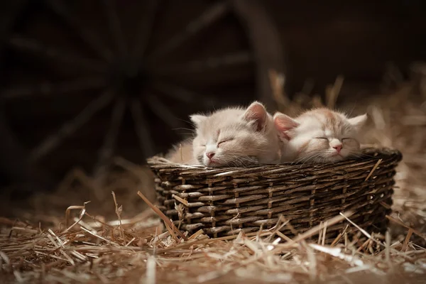 Kittens in a basket