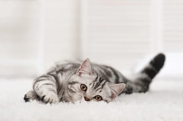 Tabby cat on the white carpet
