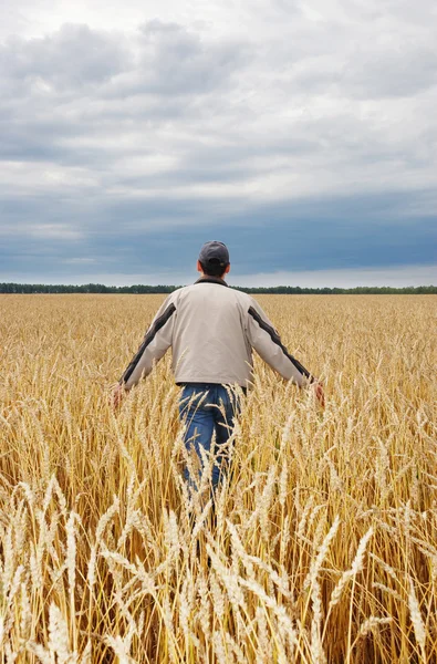 The person examines a crop wheat in a field