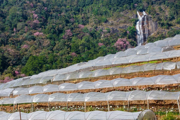 Cascade greenhouse plant with waterfall background