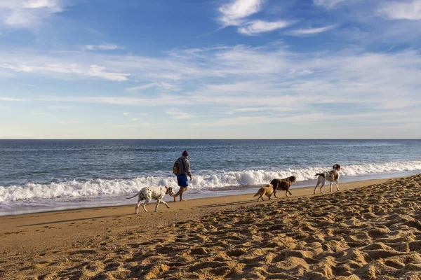 Old Man Walking On The Beach With Dogs