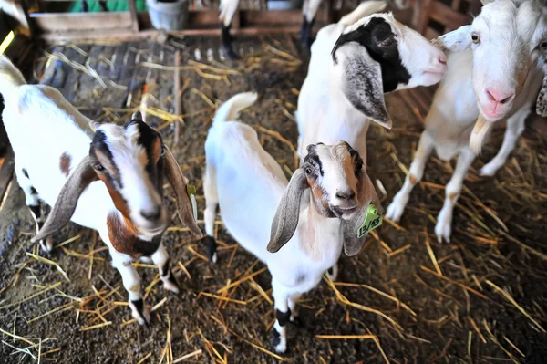 Herd of pet goats on farm, thailand