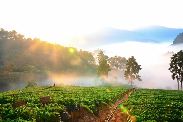 The sea of fog with strawberry as foreground. This place is in d